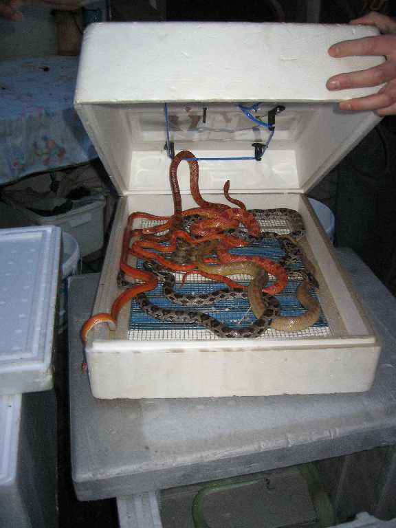 Feuerwehr Weinheim Schlangen beim Kellerbrand