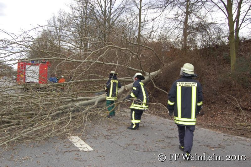 Sturmtief Xynthia über Weinheim