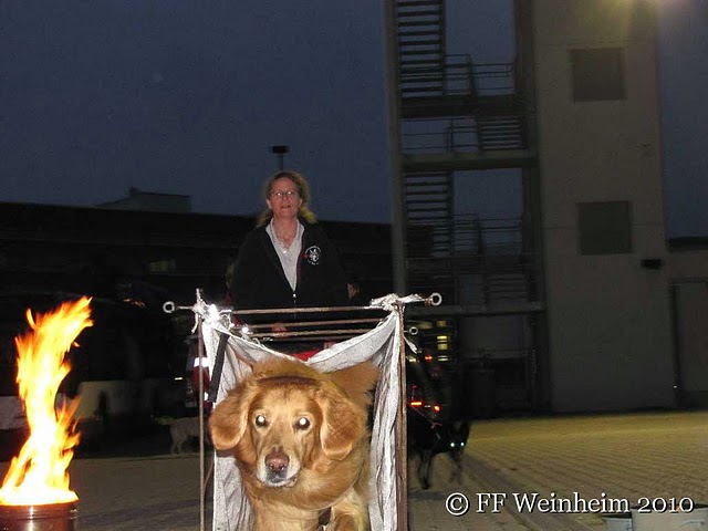 Rettungshunde kommen am Sonntag zum Tag der offenen Tür