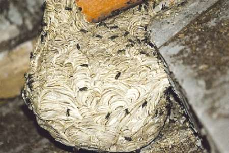 Ein Wespennest wie dieses ist mittlerweile kein Fall mehr für die Feuerwehr.