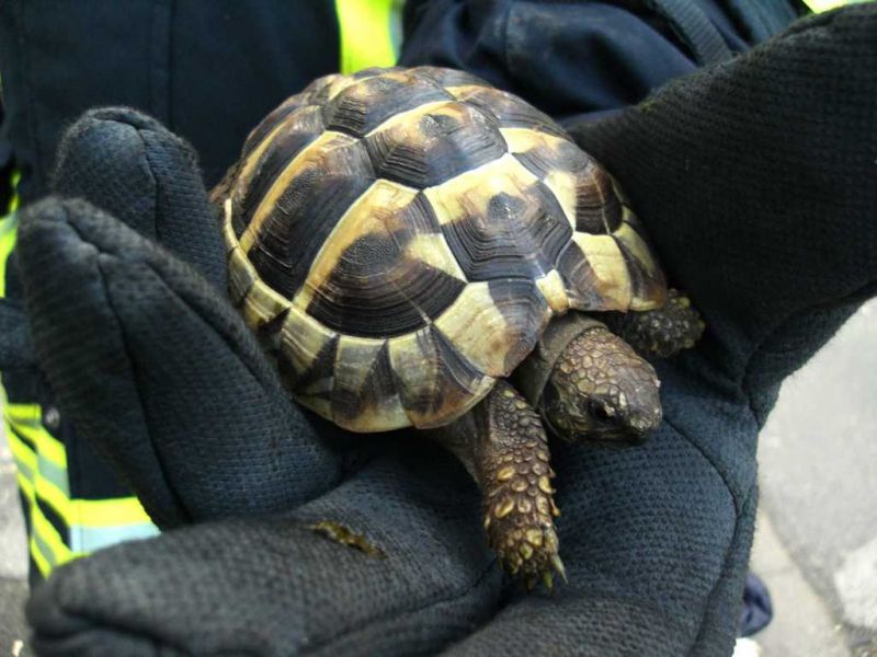 Rauchmelder rettet Schildkröte das Leben