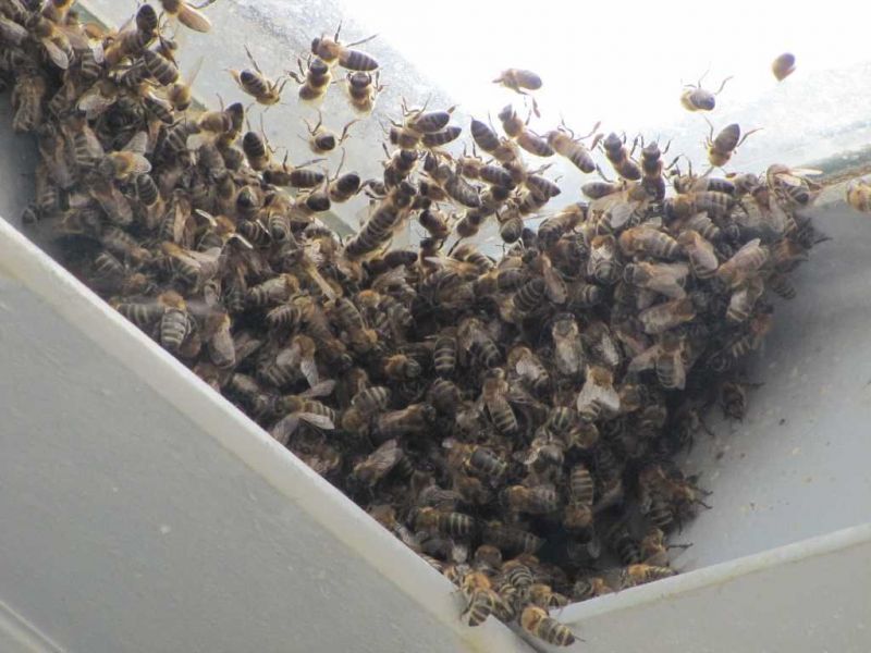ein Teil des Bieneschwarms 