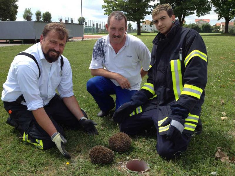 Gleich zwei Igel rettet die Feuerwehr aus einem Rohr