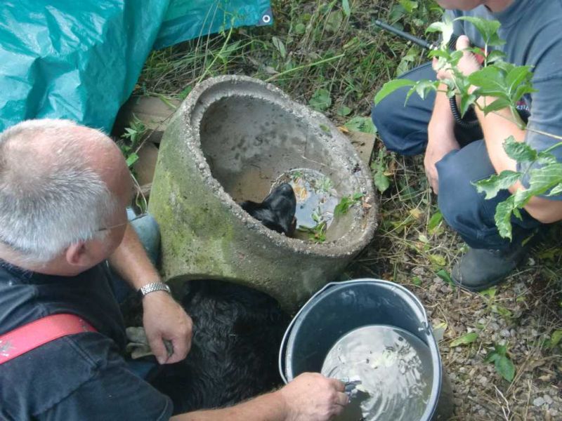 Hündin aus Betonrohr gerettet