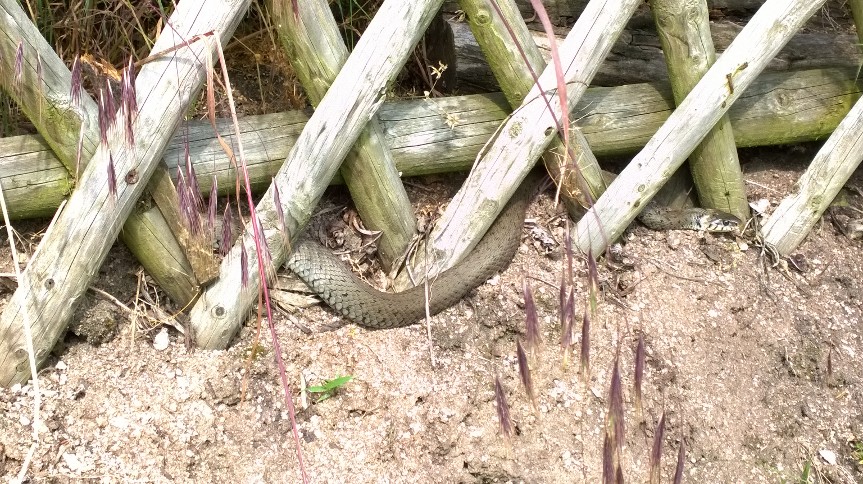 Fünf Einsätze für die Feuerwehr Weinheim