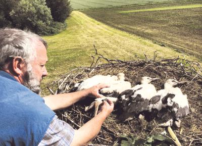  Warum die Mini-Störche so schön still halten